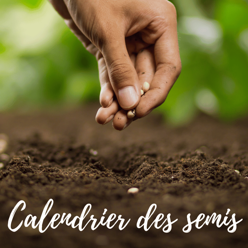 Calendrier des semis et des récoltes : ce qu'il faut savoir pour ne pas se  planter - Guéret (23000)