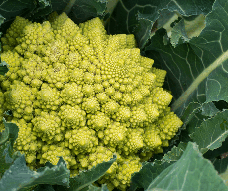 Chou Romanesco