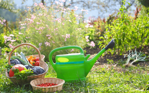 Potager en permaculture