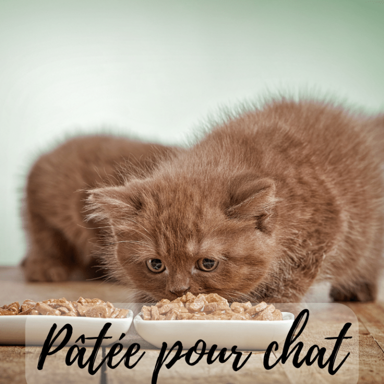 Pâtée pour chat